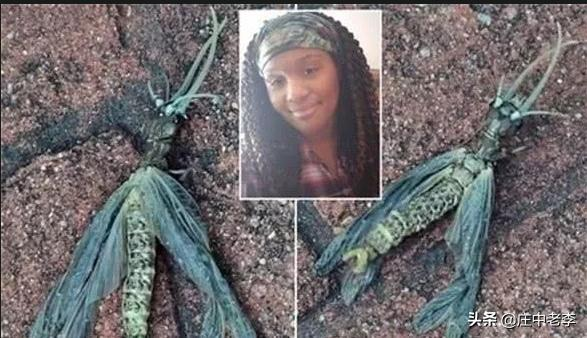 “Mắt của nó ở hai bên đầu, tương tự như mắt cá mập búa”, Nicole mô tả. Cô chia sẻ hình ảnh lên mạng xã hội, thu hút hơn 10.000 lượt xem và gần 1.000 bình luận.