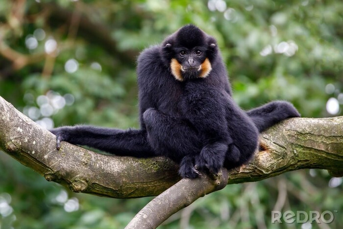 Đây là loài vượn bản địa của Việt Nam, Lào và Campuchia. Khi trưởng thành, con đực có lông toàn thân màu đen, 2 má màu vàng. Trong khi đó, con cái và con non có bộ lông màu vàng.