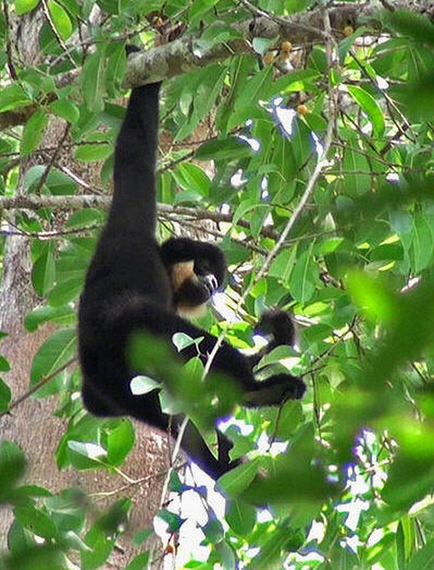 Loài vượn đen má hung nằm trong phân loại bảo vệ được xác định là động vật rừng thuộc danh mục loài nguy cấp, quý, hiếm nhóm IB nghị định số 84 của Chính phủ.