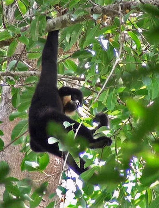 Loài vượn đen má hung nằm trong phân loại bảo vệ được xác định là động vật rừng thuộc danh mục loài nguy cấp, quý, hiếm nhóm IB nghị định số 84 của Chính phủ.
