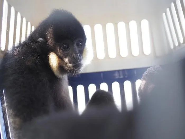 Anh Lương Văn Thế, một người dân địa phương, đã phát hiện con vượn đen má hung này bị lạc và quyết định giao nộp cho Trung tâm cứu hộ, bảo tồn và phát triển sinh vật của Vườn quốc gia Cúc Phương.