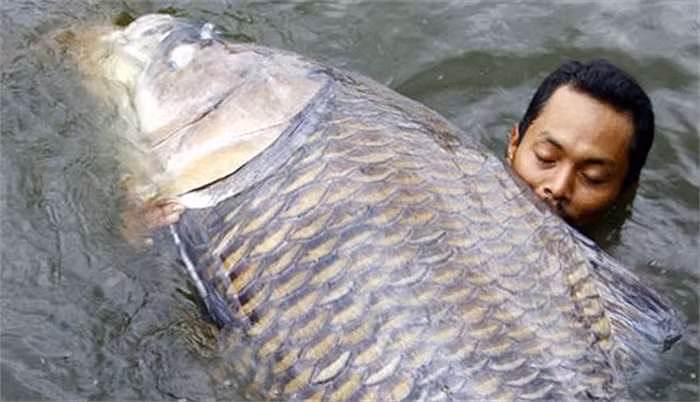 Cá chép Xiêm là loài di chuyển chậm, chủ yếu ăn các loại rau như trái cây và các loại tảo. Chúng hầu như chỉ ăn chay và gần như không bao giờ ăn các động vật sống.
