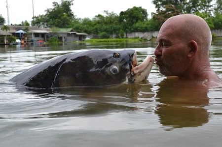 Các cần thủ ở Đông Dương cũng thích thú với việc săn lùng loài cá này. Nhiều câu lạc bộ câu cá đã tổ chức những chuyến đi dài ngày, đến những vùng đất dọc ven sông Mê Kông để câu cá chép Xiêm.