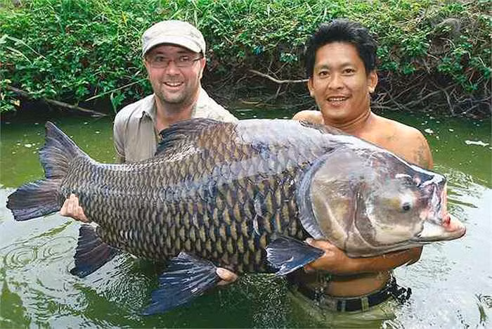 Các con sông trên địa phận Thái Lan có khá nhiều loài chép Xiêm khổng lồ, nên thu hút các cần thủ đến từ khắp thế giới.
