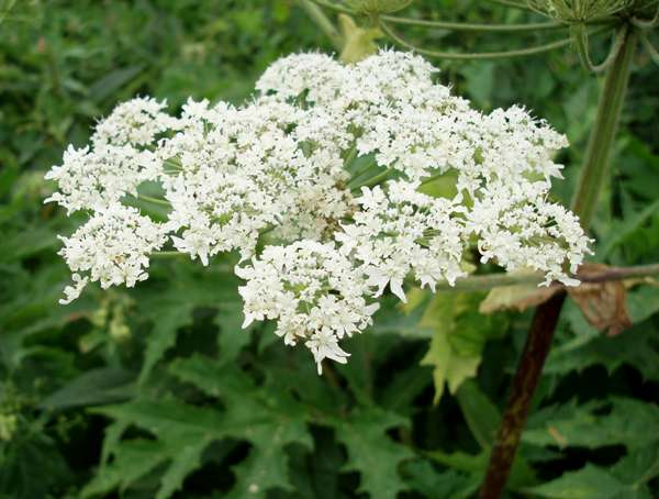 3. Heracleum mantegazzianum (ngò tây khổng lồ): Cây này có thể gây bỏng nặng và tổn thương da do nhựa cây tiết ra khi tiếp xúc với ánh sáng mặt trời. Triệu chứng có thể gây mù mắt và tổn thương phổi.