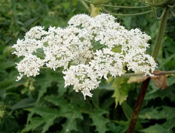 3. Heracleum mantegazzianum (ngò tây khổng lồ): Cây này có thể gây bỏng nặng và tổn thương da do nhựa cây tiết ra khi tiếp xúc với ánh sáng mặt trời. Triệu chứng có thể gây mù mắt và tổn thương phổi.