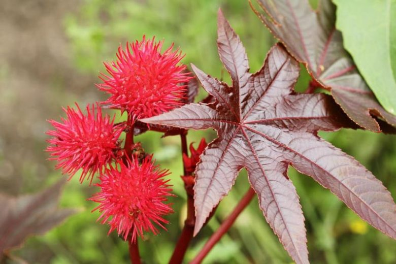 2. Ricinus Communic (cây thầu dầu): Chứa nhiều chất ricin độc hại, cây thầu dầu có thể gây ra những triệu chứng nghiêm trọng như kích ứng dạ dày, nôn mửa, tiêu chảy ra máu và thậm chí là tử vong.