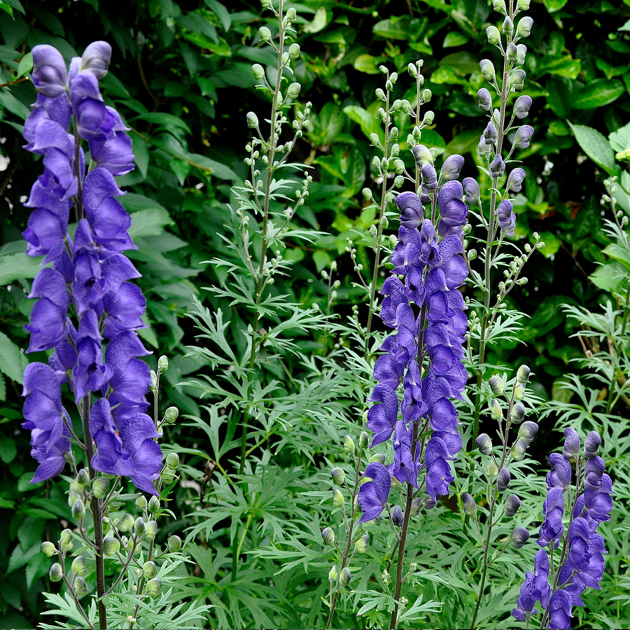 4. Aconitum Napellus (cây phụ tử): Còn được biết đến như "nữ hoàng độc dược", loài cây này chứa độc tố Aconitine, có thể gây ra các triệu chứng như tiết nhiều nước bọt, nôn mửa, tiêu chảy và thậm chí là tử vong.