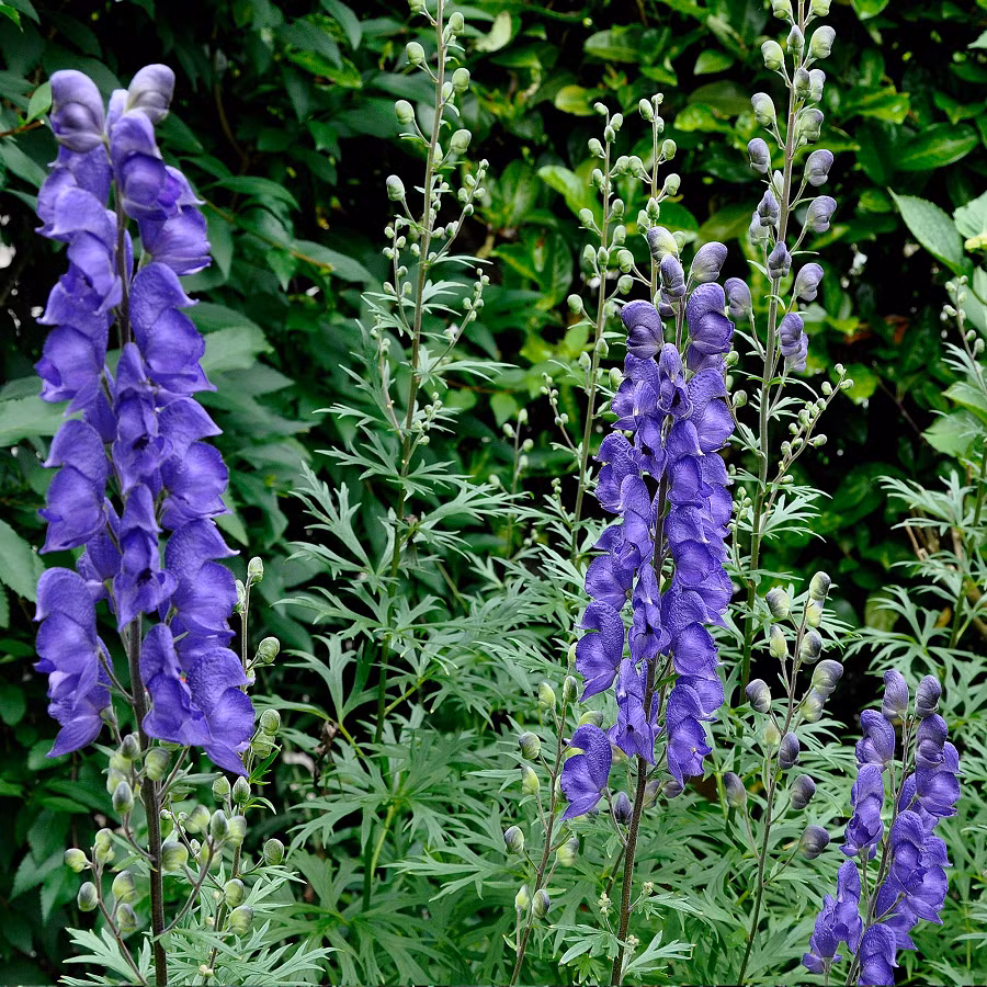 4. Aconitum Napellus (cây phụ tử): Còn được biết đến như "nữ hoàng độc dược", loài cây này chứa độc tố Aconitine, có thể gây ra các triệu chứng như tiết nhiều nước bọt, nôn mửa, tiêu chảy và thậm chí là tử vong.