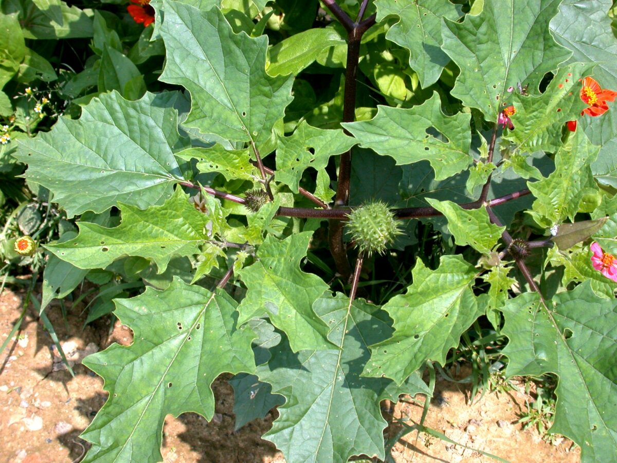 5. Jimsonweed (cà độc dược): Loại cây này chứa atropine và scopolamine trong quả, lá và cành, gây ra các triệu chứng như giãn đồng tử, tăng nhịp tim, mê sảng và ảo giác.