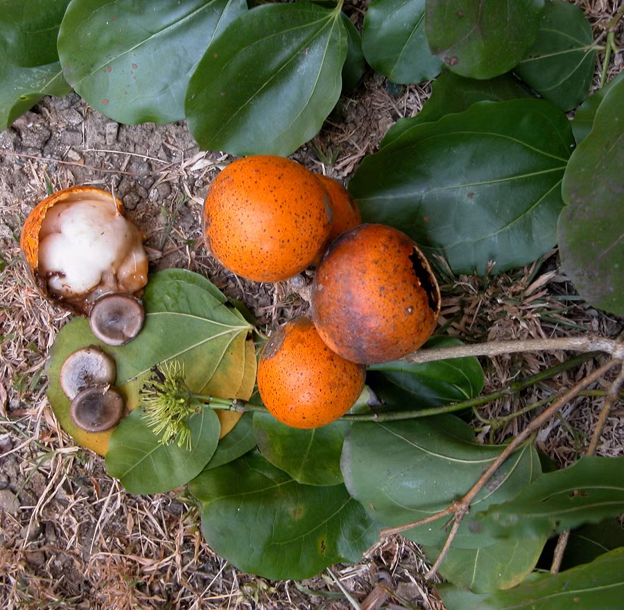 6. Strychnos nux-vomica (cây mã tiền): Cây này chứa chất độc strychnin và brucin trong hạt, hoa và vỏ, có thể gây ra các triệu chứng như cơn co giật dữ dội và tử vong nếu tiếp xúc hoặc ăn phải.