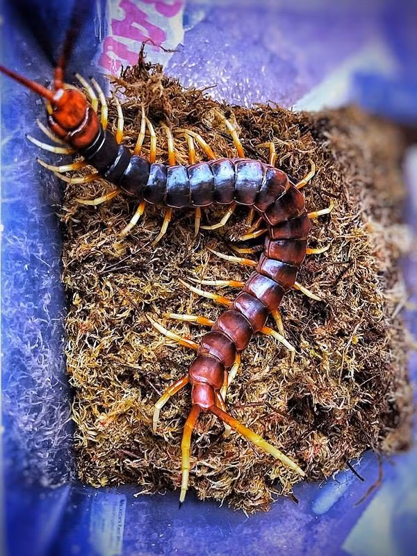 Chúng được tìm thấy chủ yếu ở miền bắc Colombia, Venezuela và các đảo như Aruba, Curaçao và Trinidad.