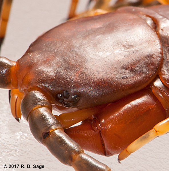 Scolopendra gigantea thuộc nhóm "Scolopendra Thế giới Mới", có nhiều đặc điểm chung với các loài Scolopendra khác ở Bắc và Nam Mỹ, cho thấy chúng có quan hệ gần gũi và thuộc cùng một đơn vị tiến hóa tự nhiên.