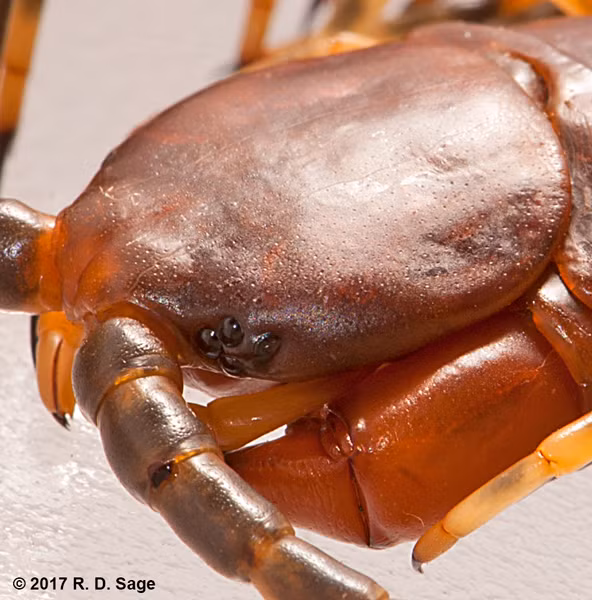 Scolopendra gigantea thuộc nhóm "Scolopendra Thế giới Mới", có nhiều đặc điểm chung với các loài Scolopendra khác ở Bắc và Nam Mỹ, cho thấy chúng có quan hệ gần gũi và thuộc cùng một đơn vị tiến hóa tự nhiên.