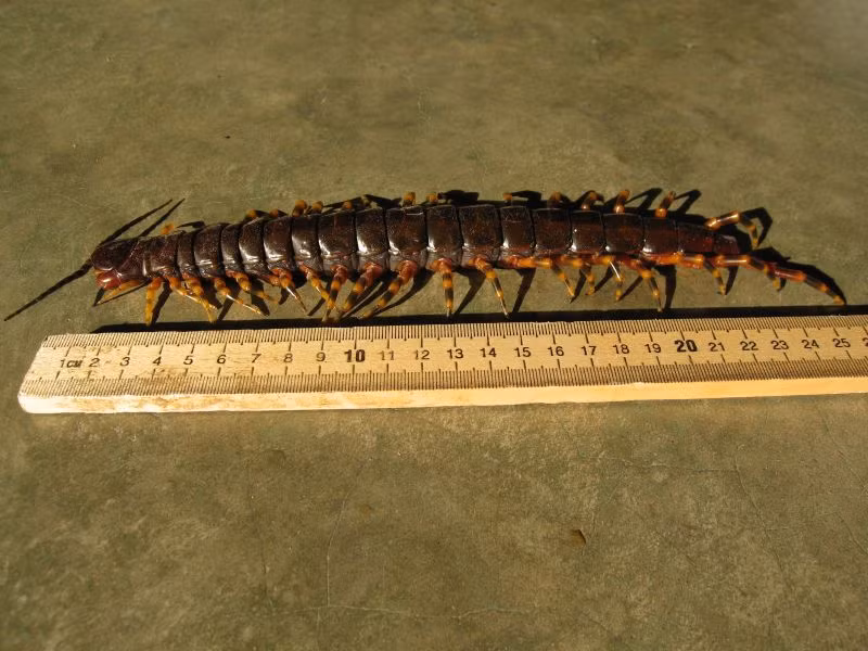 Theo chuyên gia Greg Edgecombe, rết khổng lồ là kẻ săn mồi ăn tạp, có khả năng ăn cả những con rết nhỏ hơn.