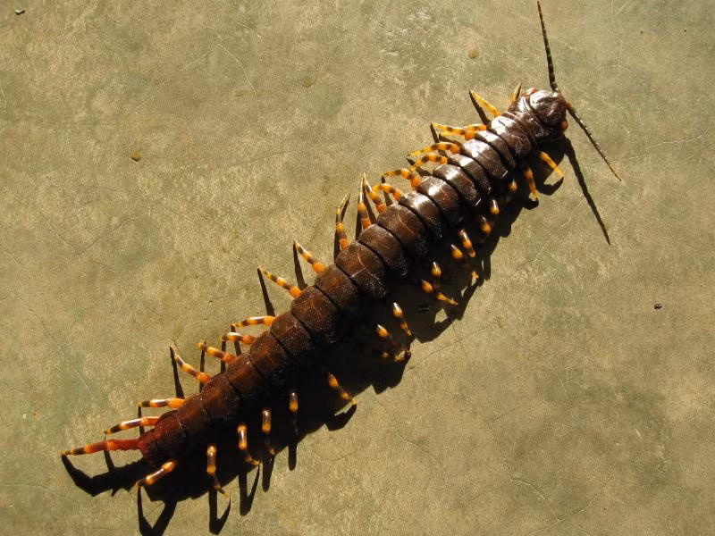 Nọc độc của chúng có thể gây đau đớn dữ dội và sưng cục bộ cho con người, mặc dù rất hiếm khi gây tử vong.