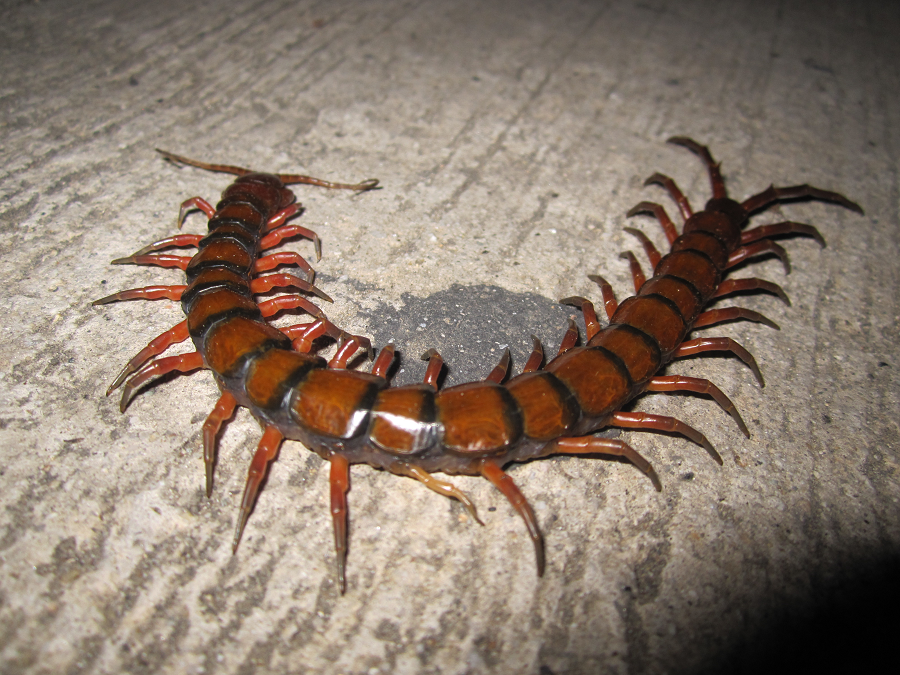Scolopendra gigantea, hay rết chân vàng khổng lồ Peru hoặc rết khổng lồ Amazon, là loài rết lớn nhất thế giới, với kích thước trung bình khoảng 26 cm và có thể lên tới 30 cm.