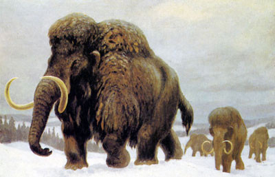 Khám phá tại hầm rượu này không chỉ góp phần hiểu rõ hơn về lịch sử và sự tương tác giữa con người và voi ma mút, mà còn đặt ra những câu hỏi thú vị về cuộc sống và hành vi của con người thời đồ đá. Việc nghiên cứu thêm có thể giúp làm sáng tỏ cách thức săn bắt và sử dụng voi ma mút của loài Homo sapiens và Neanderthal từ 125.000 năm trước.