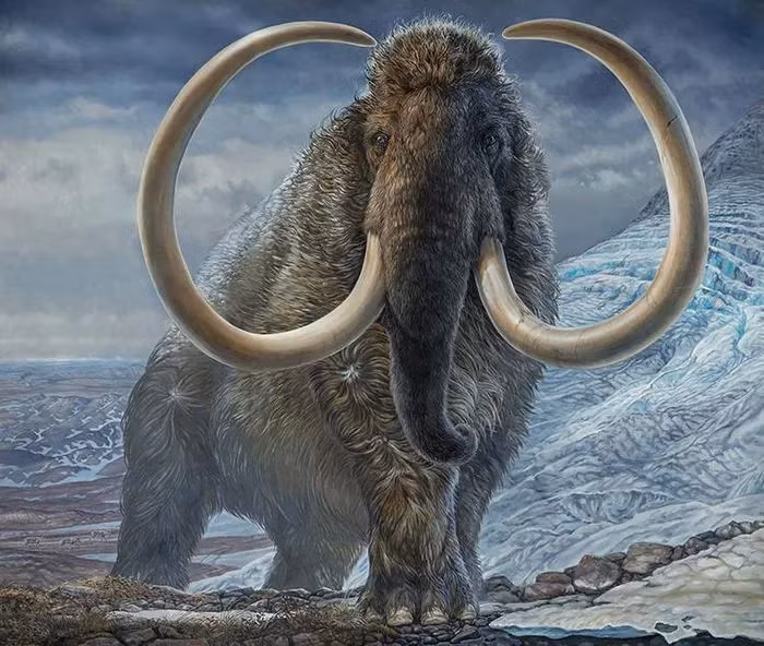 Các nhà khảo cổ từ OeAW đã khai quật và phân tích sơ bộ, xác định rằng số xương này thuộc về voi ma mút, loài quái thú đã tuyệt chủng khoảng 40.000 năm trước.