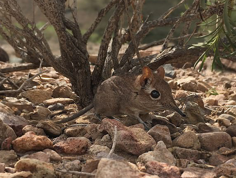 Chúng cũng dùng lưỡi để đưa thức ăn vào miệng, giống như loài thú ăn kiến.