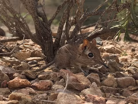 Chúng cũng dùng lưỡi để đưa thức ăn vào miệng, giống như loài thú ăn kiến.