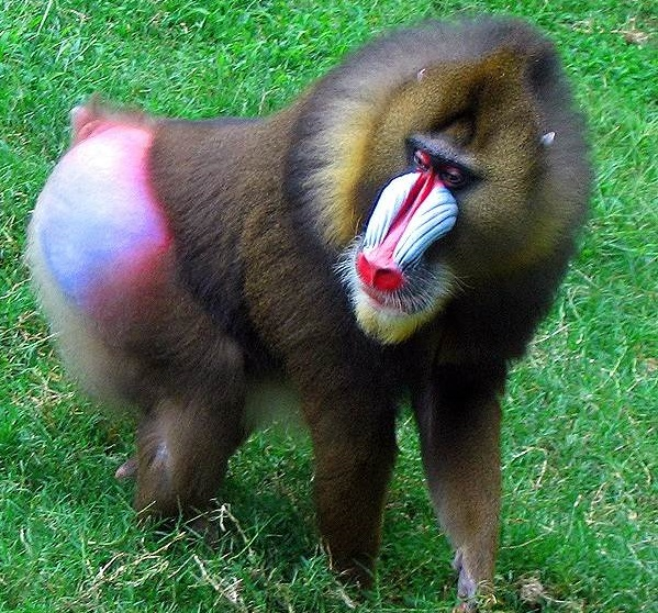 2. Khỉ đầu chó Mandrill: Loài khỉ này có chiếc mũi đỏ chót và màu sắc rực rỡ. Mũi của chú khỉ này là một trong những chiếc mũi đặc biệt nhất trong giới động vật.