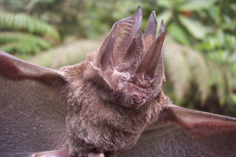 4. Dơi mũi kiếm: Loài dơi này có mũi giống như một lưỡi kiếm đứng thẳng.