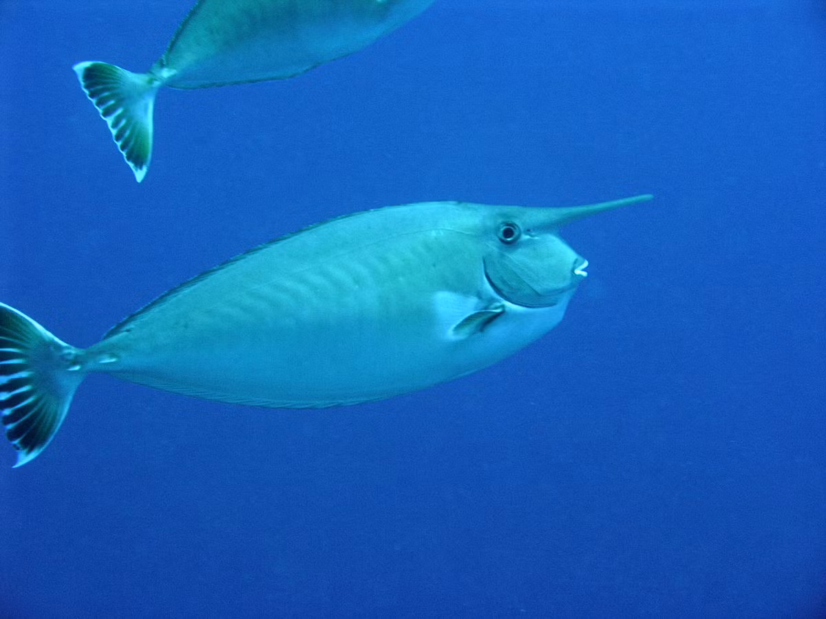 1. Cá Unicornfish: Loài cá nhiệt đới này có chiếc mũi độc đáo và hài hước. Loài động vật này thường sống trong các rạn san hô và sử dụng chiếc mũi "lồi" để tìm kiếm thức ăn.