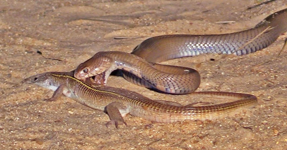 Mặc dù việc tấn công và ăn thịt đồng loại tiềm ẩn nguy cơ chấn thương cao, nhưng rắn hổ mang chúa vẫn là loài động vật ăn thịt đồng loại phổ biến nhất trong tự nhiên.