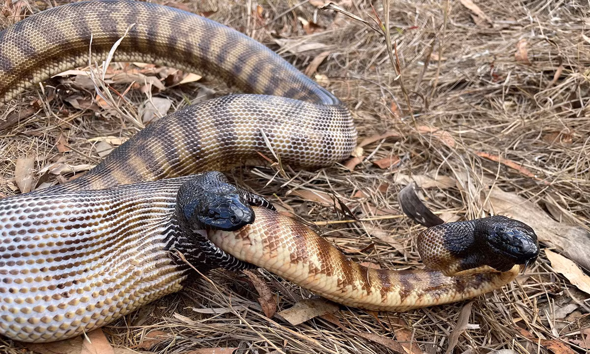 Thực đơn của rắn hổ mang chúa rất phong phú, bao gồm các loài bò sát, lưỡng cư và thú nhỏ, thậm chí cả đồng loại. Một đánh giá gần đây cho thấy khoảng 1/3 khẩu phần ăn của chúng là đồng loại.