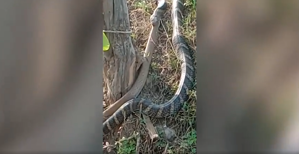 Sự hiện diện của con " quái thú" này đã gây hoảng loạn cho dân làng. Sau khi phát hiện, dân làng đã báo cho các quan chức lâm nghiệp, những người sau đó đã đến hiện trường để giải cứu con vật và thả nó vào khu rừng gần đó.