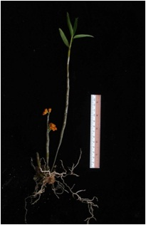 Theo ông Trương Quang Tâm từ Viện Sinh học nhiệt đới, loài lan này có tiềm năng kinh tế và nhóm nghiên cứu đang tiếp tục khảo sát để bảo tồn loài đặc hữu này.