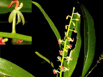 Cách đây không lâu, vườn Quốc gia Phú Quốc vừa phát hiện thêm hai loài lan, trong đó có loài Lan Nhẵn Diệp (Liparis cf. rhodochila Rolfe) lần đầu tiên được ghi nhận tại Việt Nam, có nguồn gốc từ quần đảo Java.