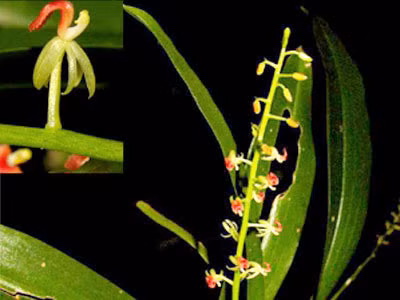 Cách đây không lâu, vườn Quốc gia Phú Quốc vừa phát hiện thêm hai loài lan, trong đó có loài Lan Nhẵn Diệp (Liparis cf. rhodochila Rolfe) lần đầu tiên được ghi nhận tại Việt Nam, có nguồn gốc từ quần đảo Java.