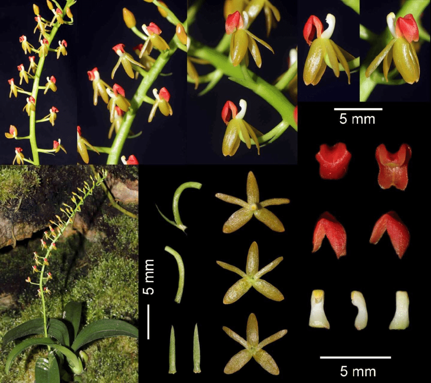Các phát hiện này đến từ các cuộc khảo sát do Vườn Quốc gia Phú Quốc và Tổ chức Bảo vệ Động vật Hoang dã (WAR).