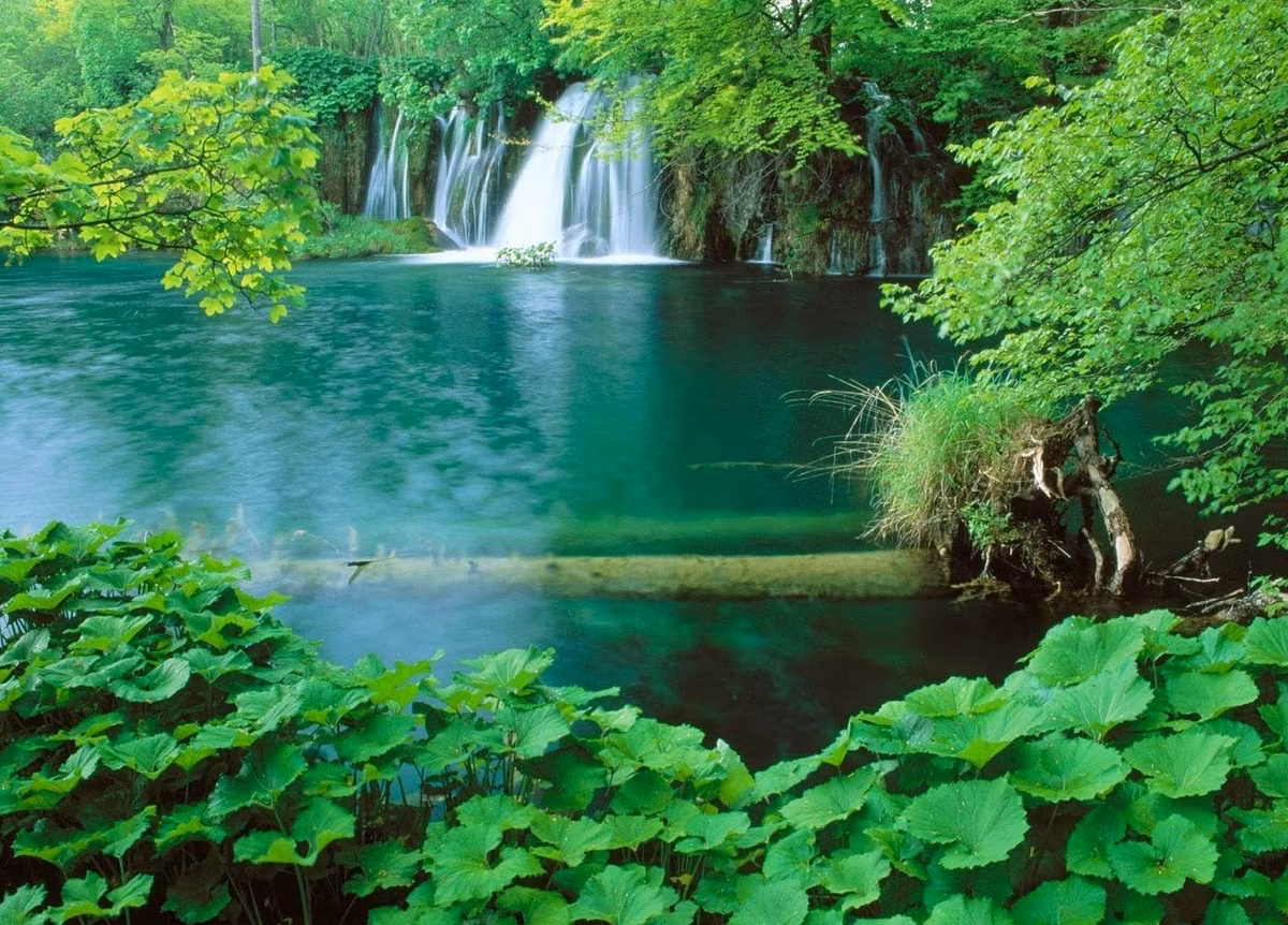 Phát hiện này cho thấy sự phong phú về tài nguyên thực vật của Phú Quốc nói riêng và Việt Nam nói chung, đồng thời nhấn mạnh tầm quan trọng của việc bảo tồn các loài đặc hữu này.