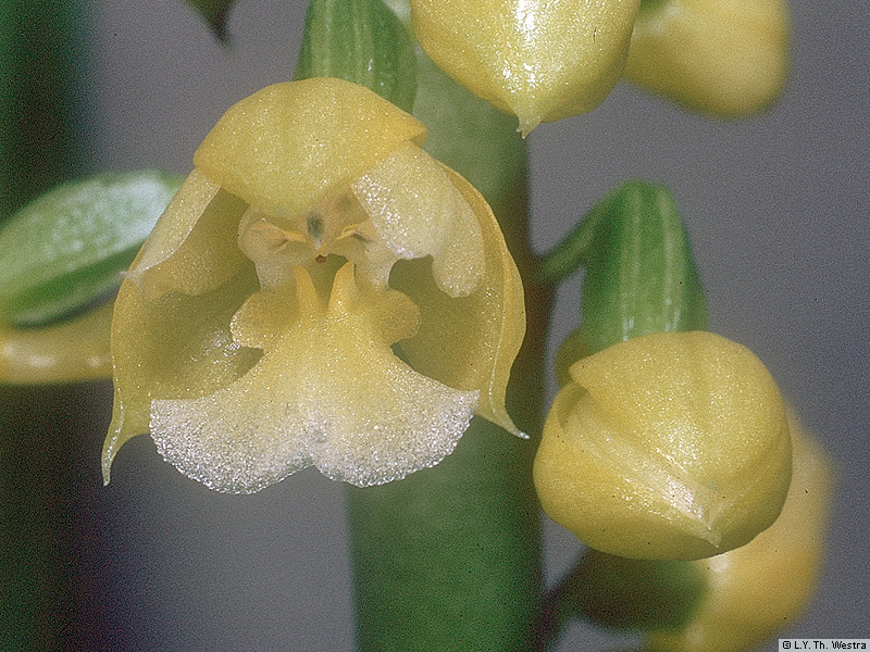 Loài thứ hai là Kiều Lan Lưỡi Phiếm Đơn (Calanthe lyrogolossa Reichenb.f.), phổ biến ở Việt Nam nhưng lần đầu được ghi nhận tại Phú Quốc.