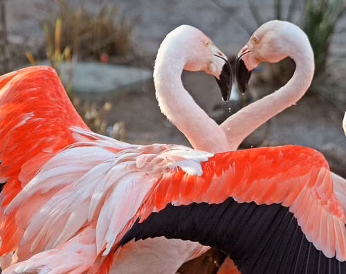 4. Chim Hồng Hạc: Điều chỉnh màu sắc của lông bằng dầu tiết ra để thu hút con cái.