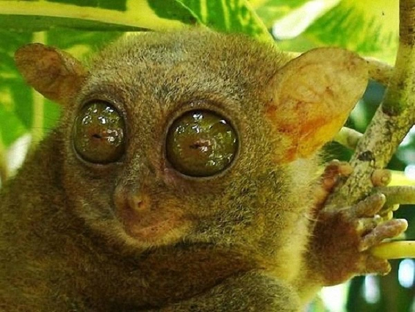 8. Khỉ Tarsier: Đôi mắt của khỉ Tarsier rất lớn so với kích thước cơ thể, giúp chúng quan sát rất tốt, đặc biệt vào ban đêm.