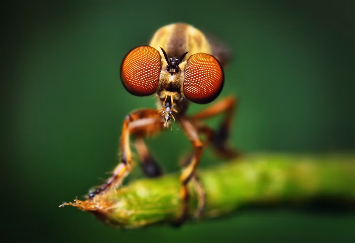 1. Ruồi "sát thủ" (Assasin Fly): Đôi mắt của ruồi "sát thủ" có hàng ngàn "ống kính" nhỏ, giúp loài động vật này có tầm nhìn vượt trội khi săn mồi.