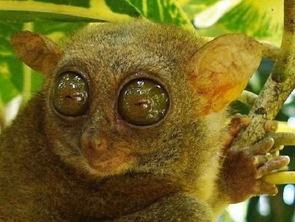 8. Khỉ Tarsier: Đôi mắt của khỉ Tarsier rất lớn so với kích thước cơ thể, giúp chúng quan sát rất tốt, đặc biệt vào ban đêm.
