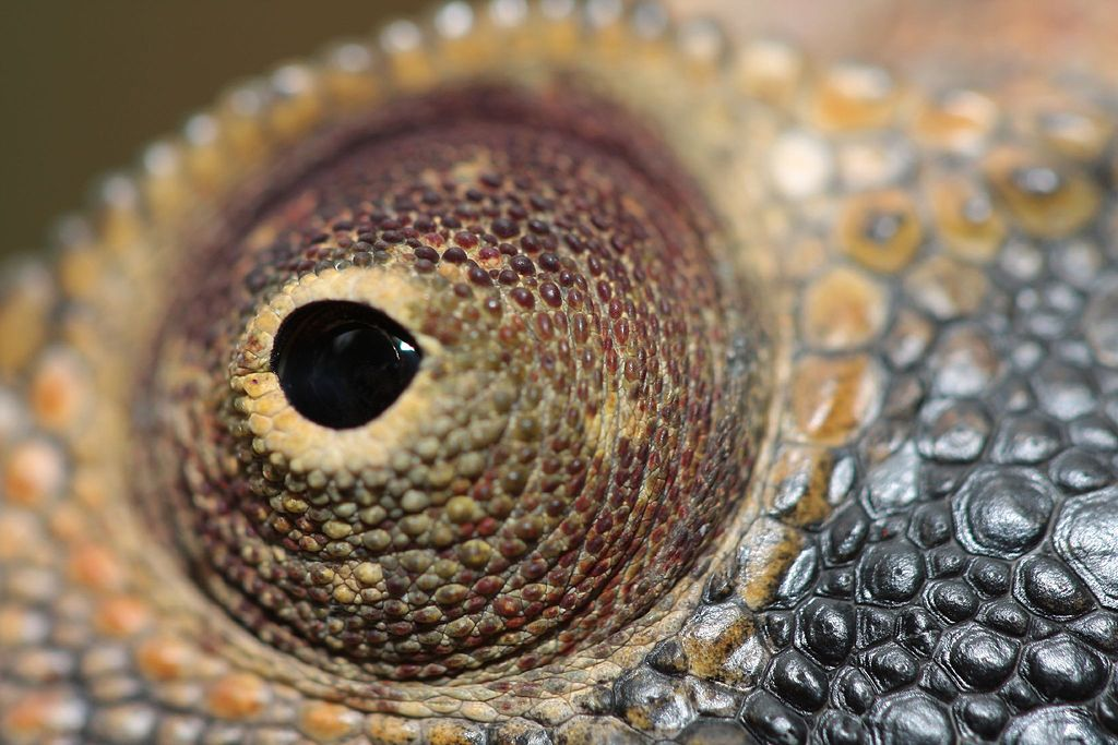 3. Tắc kè hoa: Tầm quan sát của tắc kè hoa lên tới 360 độ, khi tập trung, chúng có thể bắt mồi với siêu tốc độ.