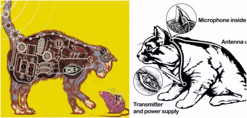 8. Dự án Acoustic Kitty: Biến mèo thành “nhân mão” bằng cách cấy micro và máy phát vào cơ thể, dự án bị hủy bỏ sau 5 năm và tiêu tốn khoảng 20 triệu đô do mèo quá dễ bị phân tâm.