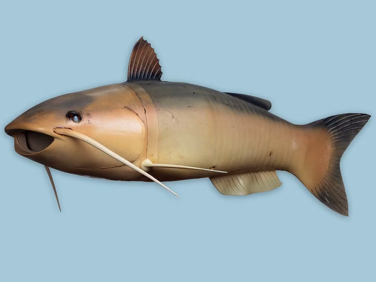 1. Charlie: Là một trong những công cụ gián điệp của CIA, Charlie là thiết bị không người lái dưới nước dùng để thu thập mẫu nước gần các cơ sở hóa học và hạt nhân, phát triển và sử dụng trong những năm 1970.