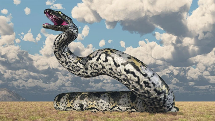 2. Titanoboa cerrejonensis (13m): Titanoboa sống khoảng 60 triệu năm trước và đã tuyệt chủng. Chúng là loài rắn lớn nhất từng tồn tại, sống ở Nam Mỹ và ăn cá sấu và cá sông.