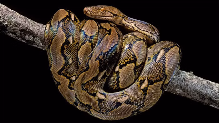 6. Trăn gấm (7,7m): Trăn gấm được công nhận là loài rắn dài nhất còn sống, thường dài tới hơn 6,25m. Kỷ lục Guinness thế giới ghi nhận con trăn gấm dài nhất nuôi nhốt có chiều dài tới 7,7m.