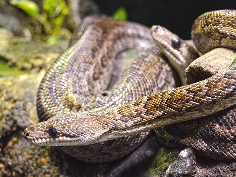 8. Boa Cuba (6m): Boa Cuba là loài rắn lớn nhất vùng Caribe, có thể dài tới 6m và nặng hơn 30kg. Chúng sống chủ yếu trên cành cây và săn thằn lằn và động vật gặm nhấm.