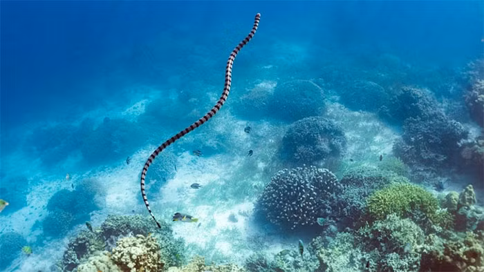 3. Rắn biển Palaeophis colossaeus (12m): Được phát hiện ở sa mạc Sahara ngày nay, Palaeophis colossaeus là loài rắn biển dài nhất từng được tìm thấy, sống cách đây 100 triệu năm và ăn thịt cả con cá voi nhỏ.