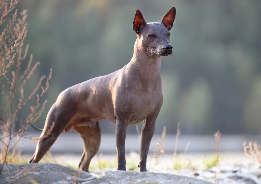 2. Chó không lông Xoloitzcuintli: Loài chó không lông này có làn da trần không có lông, cổ dài, tai dơi và cơ thể bóng như mỡ. Chúng có xuất xứ từ Mexico và được tôn làm con vật thiêng trong văn hóa của người Aztec cổ đại.