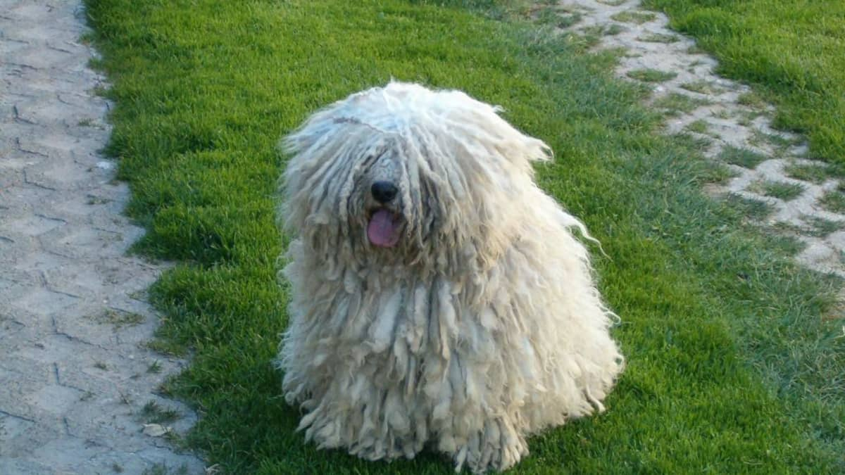 1. Chó Puli: Đặc điểm nổi bật của chó Puli là cuộn lông tự nhiên bện chặt vào nhau, giống như một chiếc chổi lau nhà. Giống chó kỳ lạ này được huấn luyện để chăn cừu và có giá trị cao, với niên đại lên đến hàng nghìn năm.